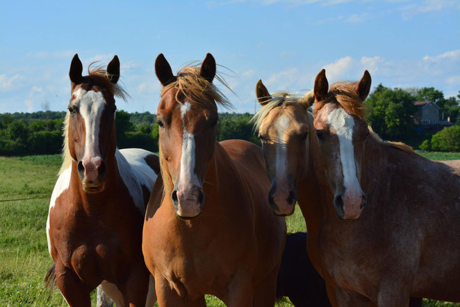 jument hongre paint horse avec des poulains dans un paturage en été a l'écurie kalin