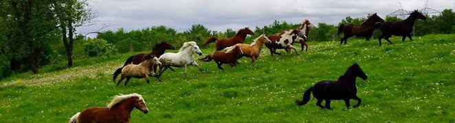 troupeau de chevaux en liberté au galop dans un paturage a l'écurie kalin