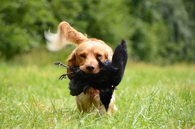 Mit Antijagdtraining gegen starken Jagdtrieb beim Hund 