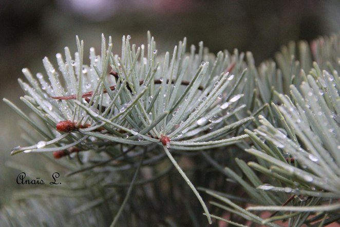 Sapin doux givré