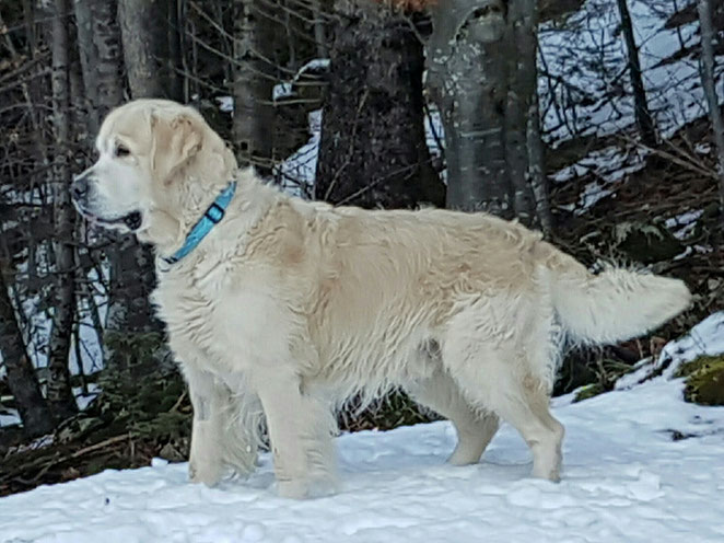 ❤🐾❤🐾❤happy birthday fly😍nun bist du schon 7 jahre alt😀😀wir sind unendlich dankbar dass du bei uns bist. du bist unser sonnenschein,der fels in der brandung und ruhender pol zwischen deinen frauen. wir hoffen dass du noch sehr sehr lange unser leben bereicherts und wünschen dir einen superschönen geburtstag❤🐾❤🐾