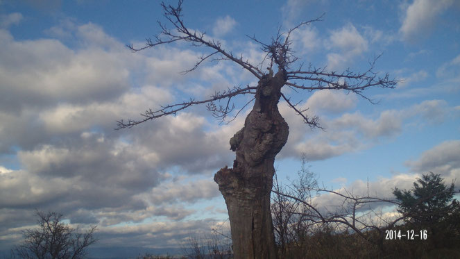 la couronne de bois