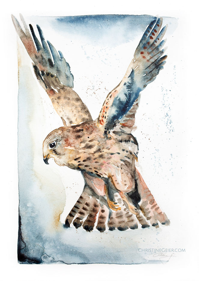 Turmfalke, Falke, Vogel, bird, wings, Flügel, watercolour, watercolor, painting, art, artwork, contemporary art, zeitgenössische kunst