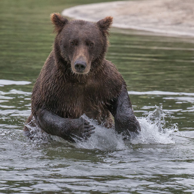 Grizzly Bear Chasing Salmon