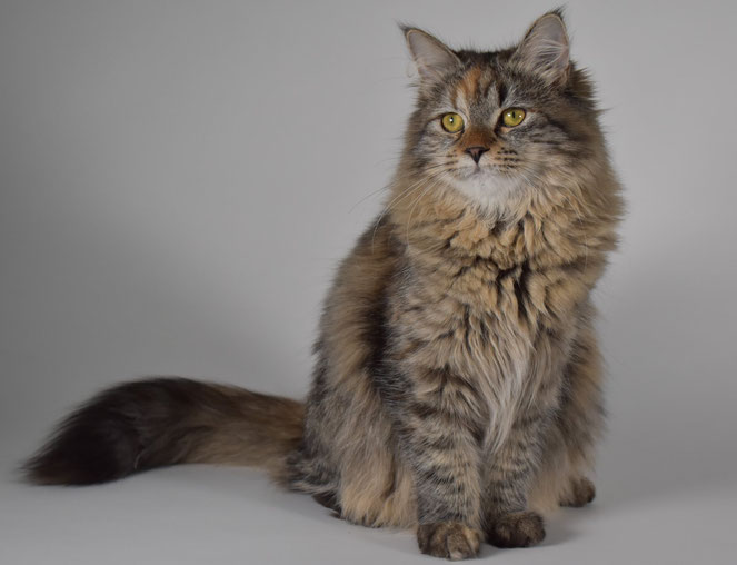 Gatto Siberiano allevamento gatto siberiano