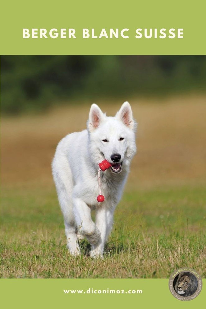 berger blanc suisse fiche identité chien comportement origine caractère sante poil
