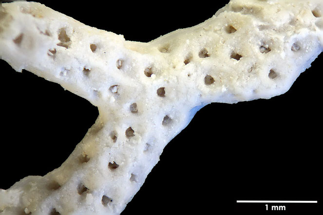 Senckenberg, Bryozoa, Bryozoen, Moostierchen, Sammlung Voigt