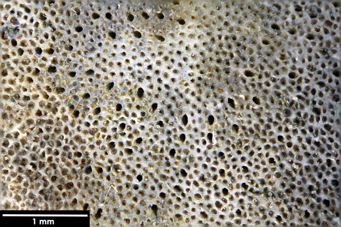 Senckenberg, Bryozoa, Bryozoen, Moostierchen, Sammlung Voigt