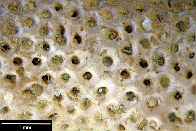 Senckenberg, Bryozoa, Bryozoen, Moostierchen, Sammlung Voigt