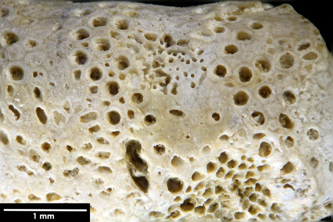 Senckenberg, Bryozoa, Bryozoen, Moostierchen, Sammlung Voigt