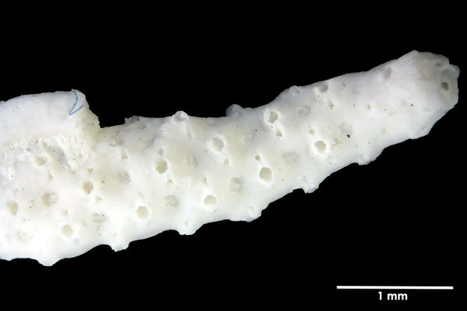 Senckenberg, Bryozoa, Bryozoen, Moostierchen, Sammlung Voigt