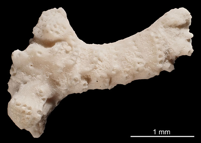 Senckenberg, Bryozoa, Bryozoen, Moostierchen, Sammlung Voigt