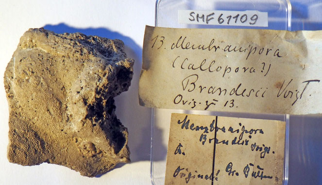 Senckenberg, Bryozoa, Bryozoen, Moostierchen, Sammlung Voigt