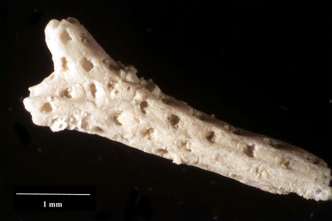 Senckenberg, Bryozoa, Bryozoen, Moostierchen, Sammlung Voigt