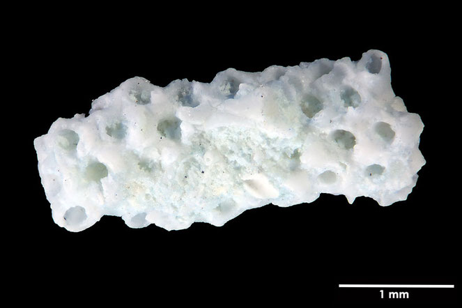 Senckenberg, Bryozoa, Bryozoen, Moostierchen, Sammlung Voigt