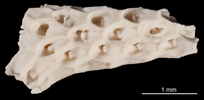 Senckenberg, Bryozoa, Bryozoen, Moostierchen, Sammlung Voigt