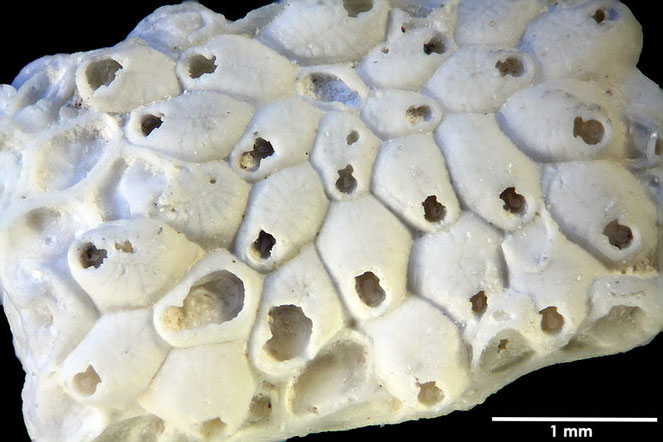 Senckenberg, Bryozoa, Bryozoen, Moostierchen, Sammlung Voigt