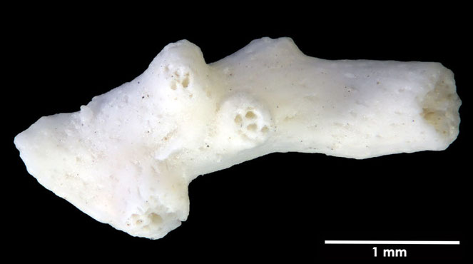 Senckenberg, Bryozoa, Bryozoen, Moostierchen, Sammlung Voigt