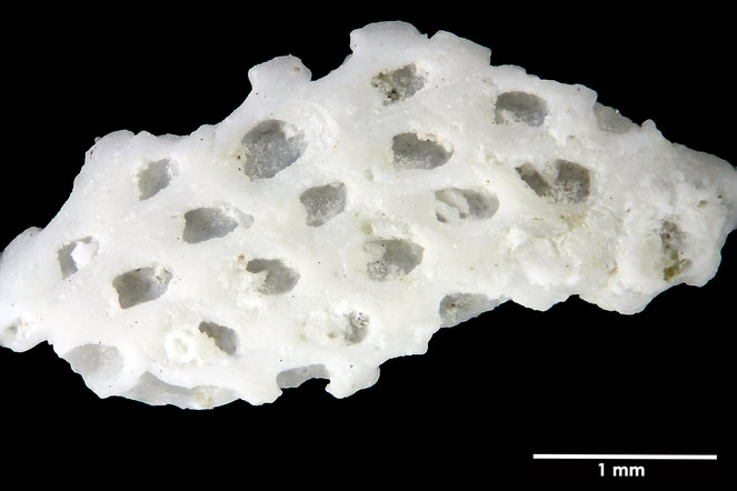 Senckenberg, Bryozoa, Bryozoen, Moostierchen, Sammlung Voigt