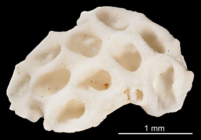 Senckenberg, Bryozoa, Bryozoen, Moostierchen, Sammlung Voigt