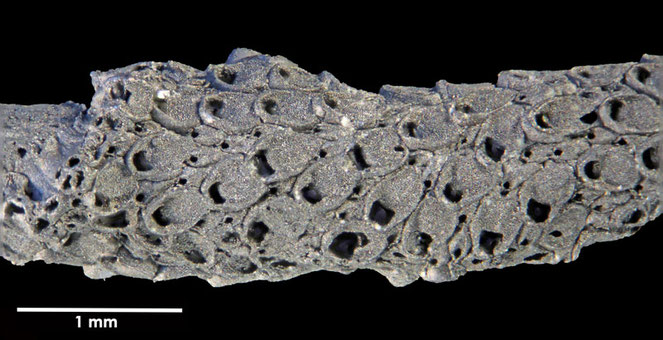 Senckenberg, Bryozoa, Bryozoen, Moostierchen, Sammlung Voigt