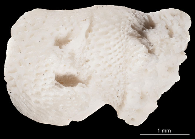 Senckenberg, Bryozoa, Bryozoen, Moostierchen, Sammlung Voigt