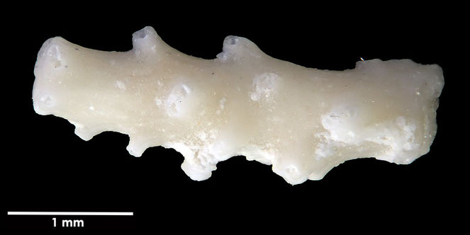 Senckenberg, Bryozoa, Bryozoen, Moostierchen, Sammlung Voigt