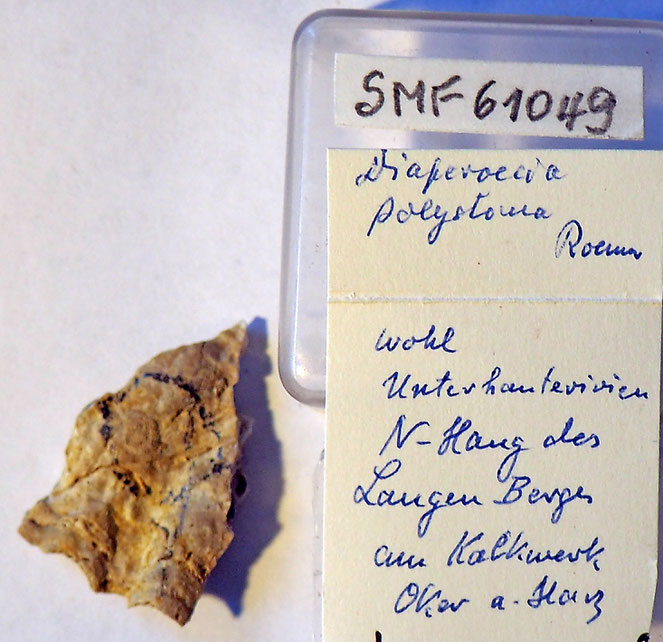 Senckenberg, Bryozoa, Bryozoen, Moostierchen, Sammlung Voigt