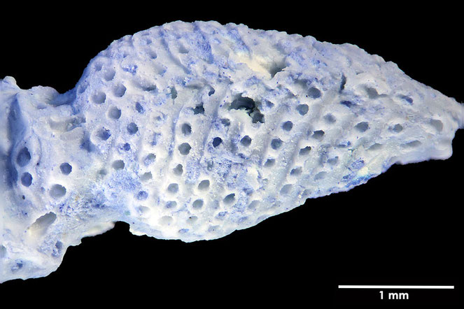 Senckenberg, Bryozoa, Bryozoen, Moostierchen, Sammlung Voigt