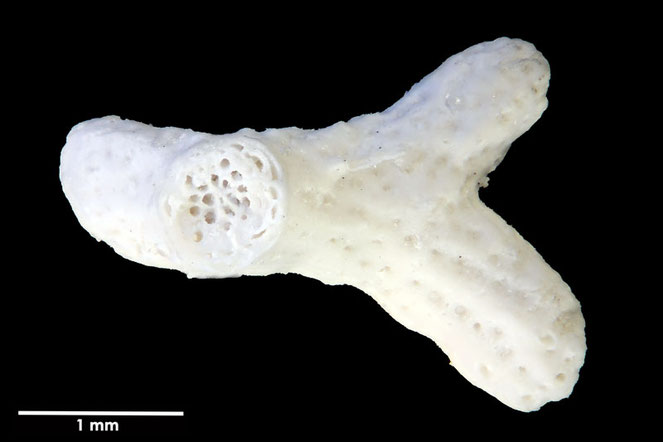 Senckenberg, Bryozoa, Bryozoen, Moostierchen, Sammlung Voigt