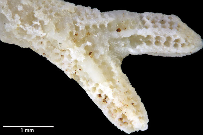 Senckenberg, Bryozoa, Bryozoen, Moostierchen, Sammlung Voigt