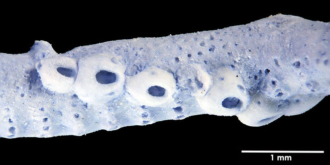 Senckenberg, Bryozoa, Bryozoen, Moostierchen, Sammlung Voigt