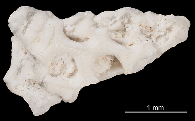 Senckenberg, Bryozoa, Bryozoen, Moostierchen, Sammlung Voigt