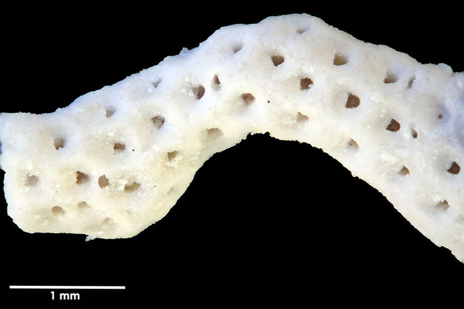 Senckenberg, Bryozoa, Bryozoen, Moostierchen, Sammlung Voigt