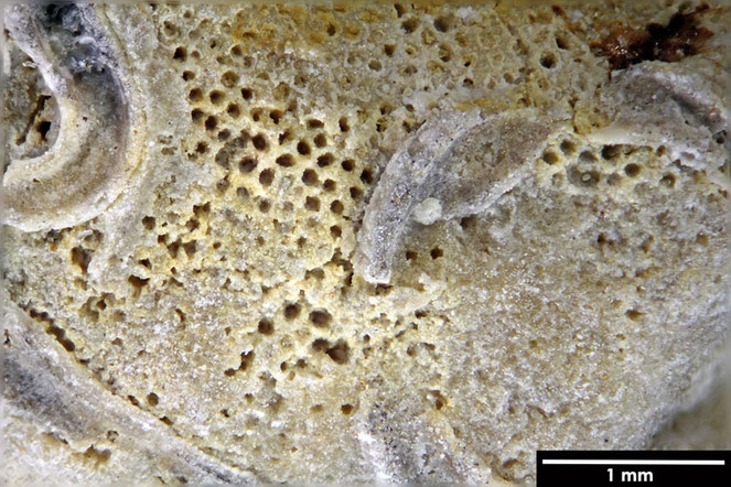 Senckenberg, Bryozoa, Bryozoen, Moostierchen, Sammlung Voigt