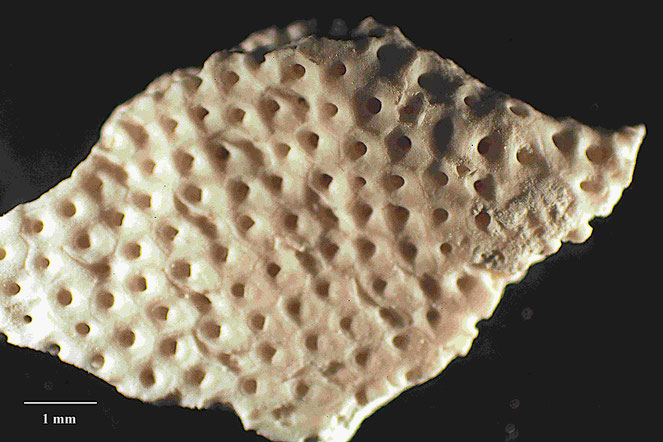 Senckenberg, Bryozoa, Bryozoen, Moostierchen, Sammlung Voigt