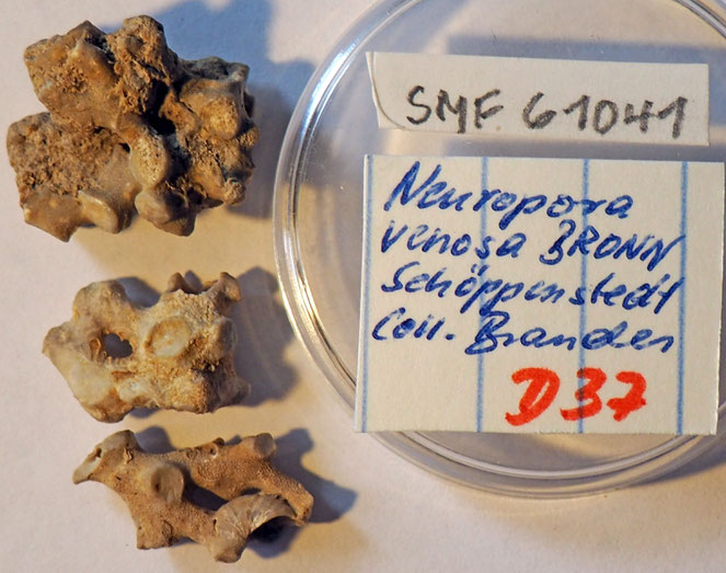 Senckenberg, Bryozoa, Bryozoen, Moostierchen, Sammlung Voigt