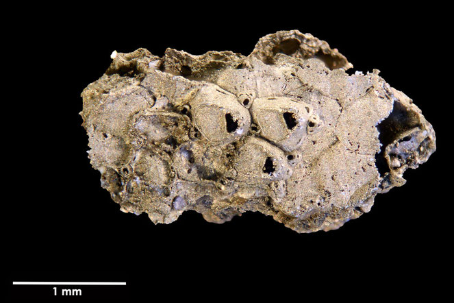 Senckenberg, Bryozoa, Bryozoen, Moostierchen, Sammlung Voigt