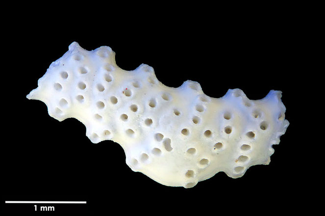 Senckenberg, Bryozoa, Bryozoen, Moostierchen, Sammlung Voigt