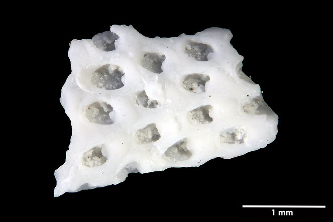 Senckenberg, Bryozoa, Bryozoen, Moostierchen, Sammlung Voigt