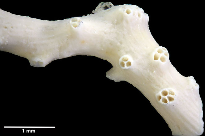 Senckenberg, Bryozoa, Bryozoen, Moostierchen, Sammlung Voigt