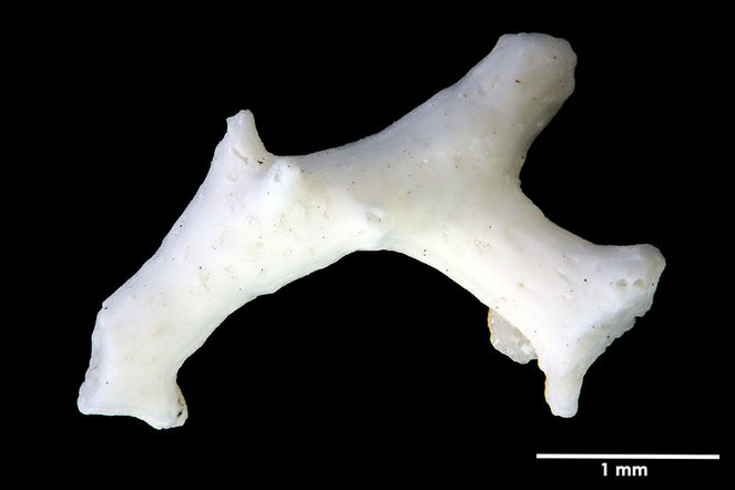 Senckenberg, Bryozoa, Bryozoen, Moostierchen, Sammlung Voigt