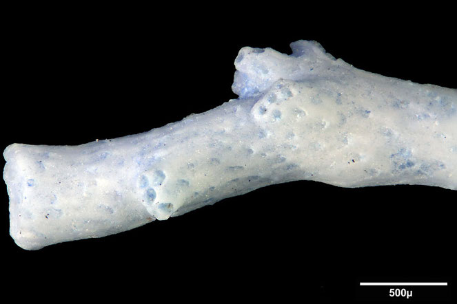 Senckenberg, Bryozoa, Bryozoen, Moostierchen, Sammlung Voigt