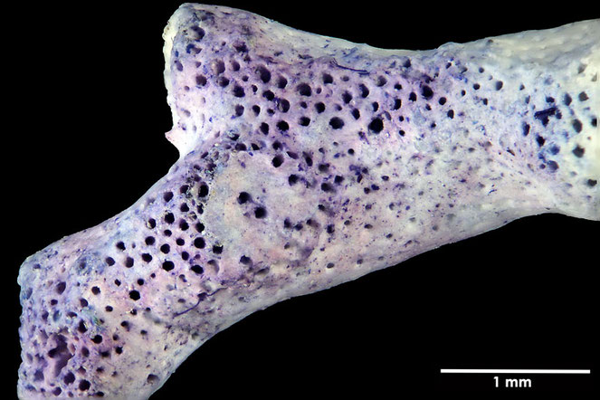 Senckenberg, Bryozoa, Bryozoen, Moostierchen, Sammlung Voigt