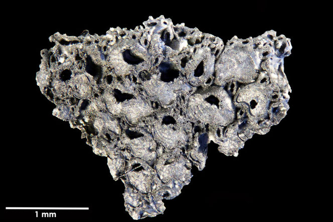 Senckenberg, Bryozoa, Bryozoen, Moostierchen, Sammlung Voigt