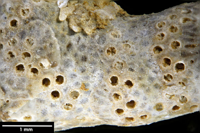 Senckenberg, Bryozoa, Bryozoen, Moostierchen, Sammlung Voigt