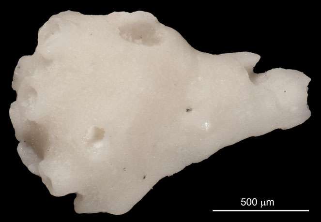 Senckenberg, Bryozoa, Bryozoen, Moostierchen, Sammlung Voigt