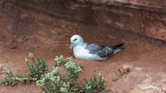 fulmar