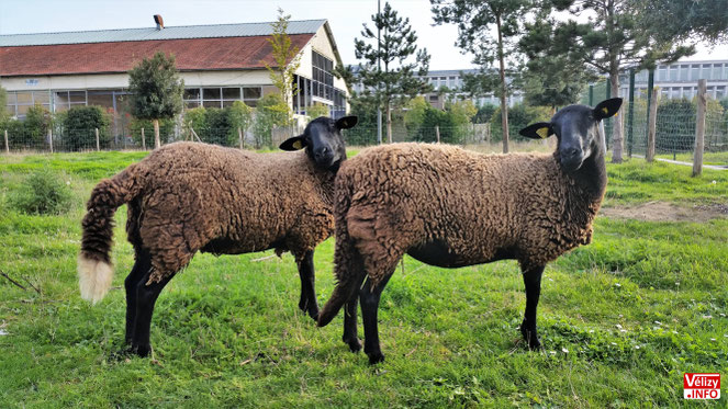 Moutons de la race « Noire du Velay » à Vélizy-Villacoublay en octobre 2017. © Vélizy Info