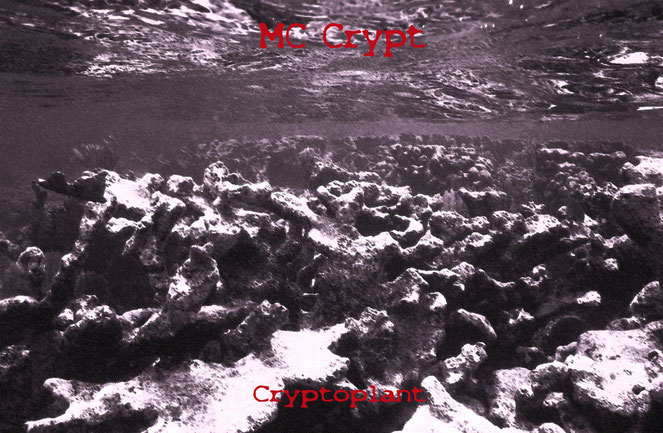 MC CRYPT - CRYPTOPLANT